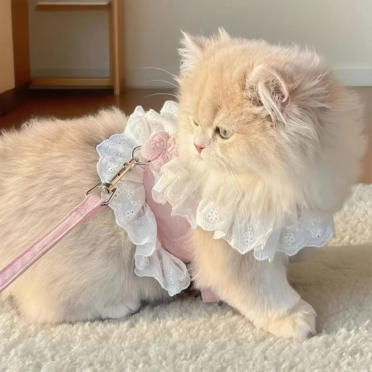Nuovo guinzaglio per gattini JK, carino e traspirante, con cinghie pettorali e posteriori, comodo e anti-caduta, per cuccioli e gatti.