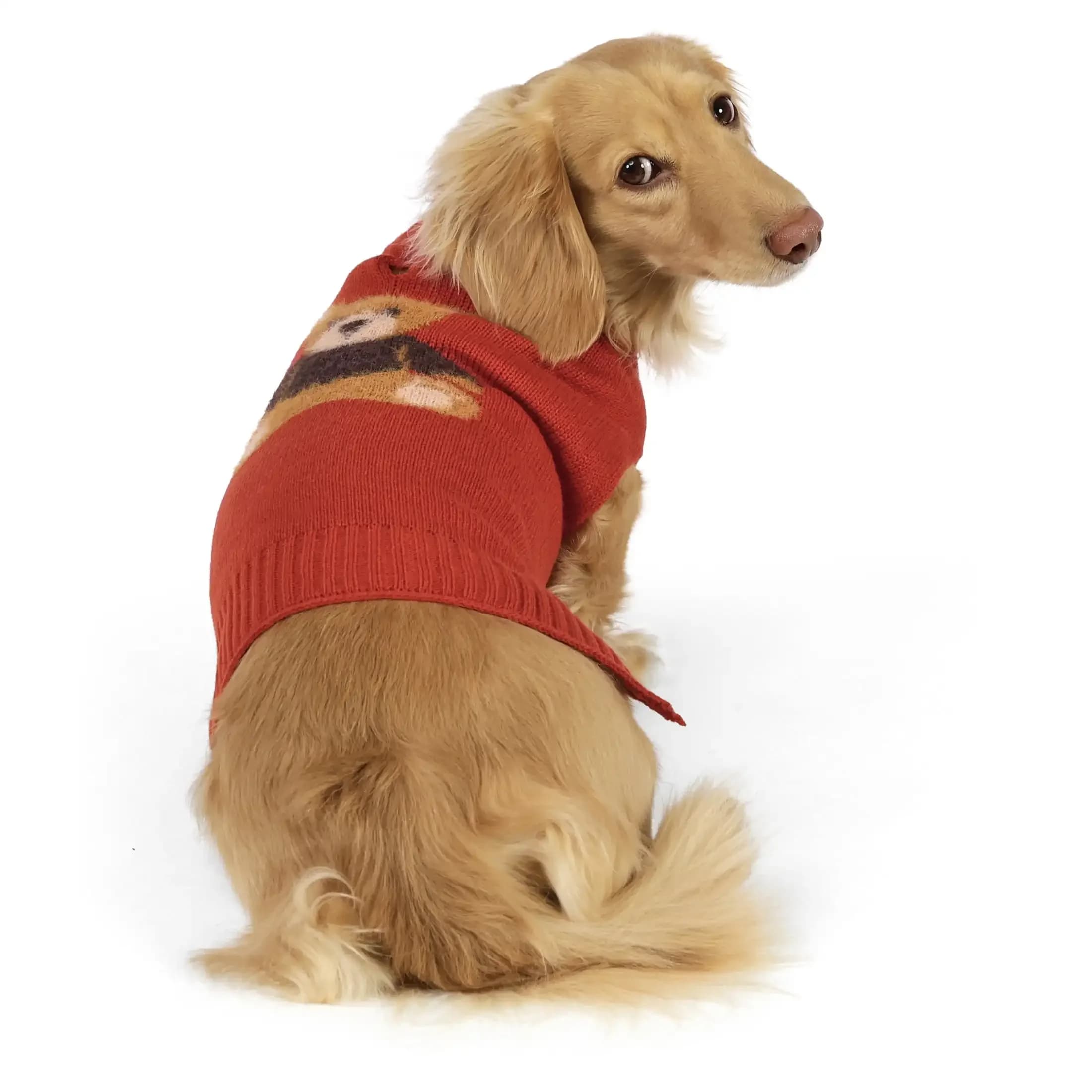 Vibrant Life Knit Sweater for Dogs and Cats, Teddy Bear, Orange, S dog shirt dog vest