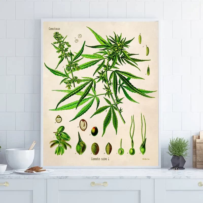 (No frame)Cannabis Illustration Vintage Poster Botanical Print Marijuana Plant Canvas Painting Wall Art Pictures Living Room
