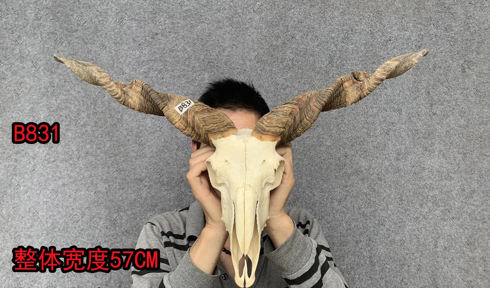 Real Goat Head, Tibetan Real Skull Craft, Bone Horn Ornament, Unique Decoration