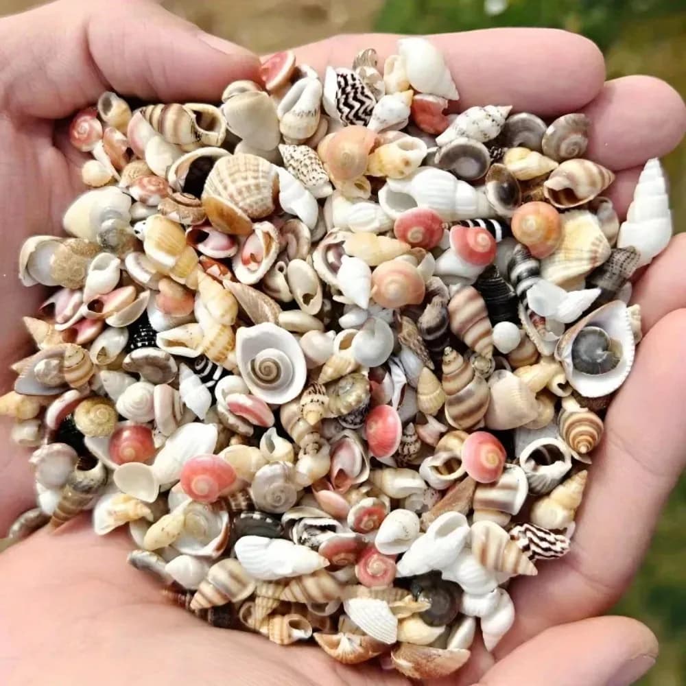 Mini Shell Conch Mixed Set Suitable for DIY Crafts, Scrapbooks, Drifting Bottles, and Aquarium Decoration