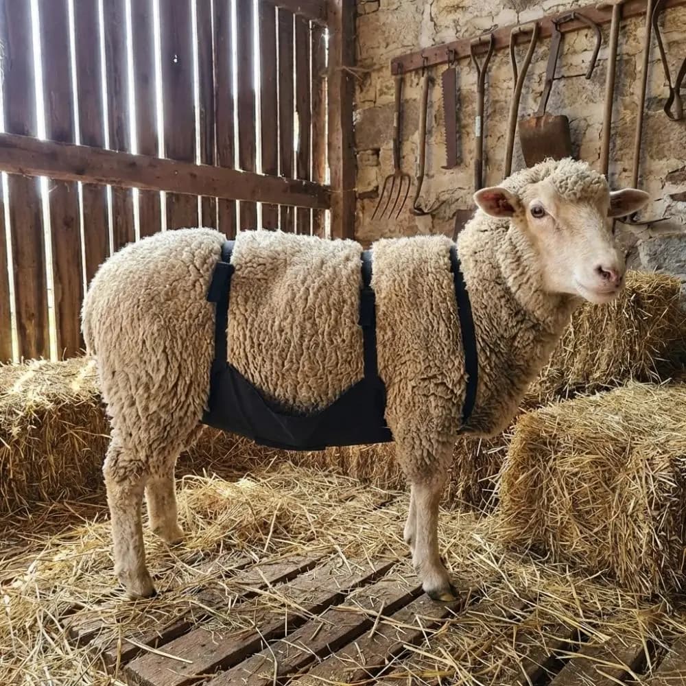 Grembiule Regolabile per Allevamento Bestiame, Grembiule Traspirante per Controllo Riproduzione Animali, Resistente all'Usura