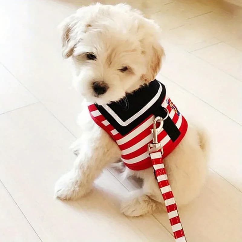 Guinzaglio per cani da compagnia, cinturino pettorale, Teddy VIP, guinzaglio da passeggio per cani stile gilet Pomerania 1 pezzo