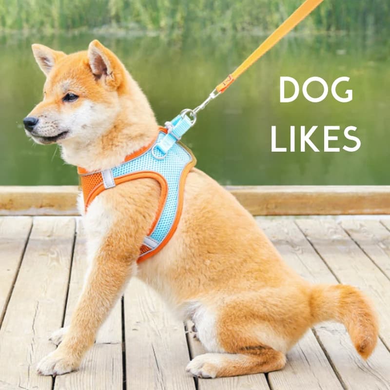 Guinzaglio per Animali Domestici, Pettorina per Cani e Gatti, Guinzaglio a Mano Traspirante e Riflettente, Catena per Passeggiata, Accessori per Animali
