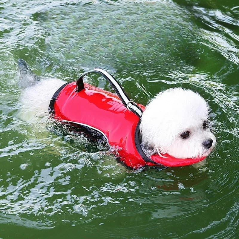 Costume da Bagno per Cani, Abbigliamento Estivo per Animali, Giubbotto Salvagente per Cani di Piccola e Media Taglia, Teddy