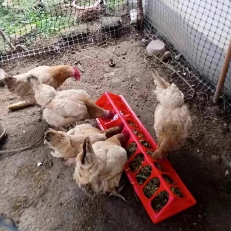 Alimentatore e bevitore per pollame addensato, distributore di cibo per acqua, pollo, uccello, pulcino, annaffiatoio, contenitore per secchio di alimentazione