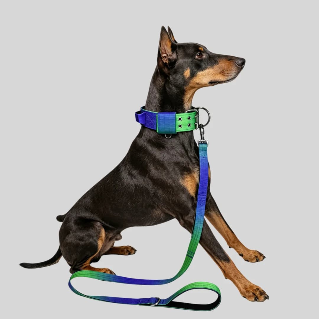 5cm Wide Heavy Duty Dog Collar and Leash Set Double Buckle Neoprene Padded Gradient 150cm Anti-Pull Leash for Large Dogs