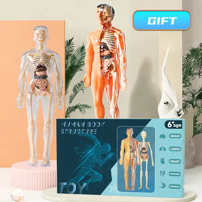 3D Human Torso Model Children's Anatomical Human Skeleton Organ Model Can Be Assembled DIY Human Organ Toys Educational Toys
