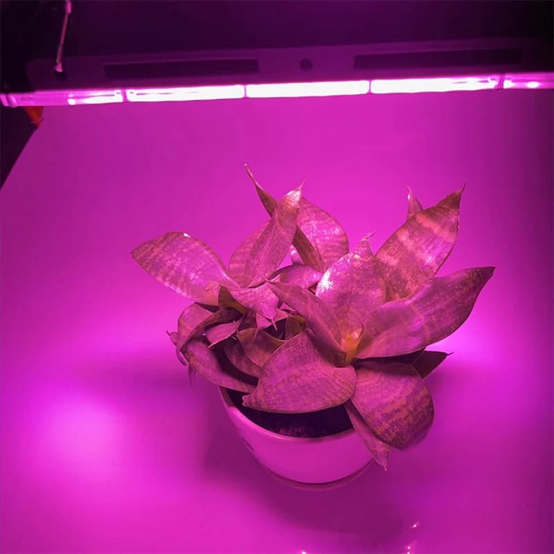 Full Spectrum LED Phytolamp for Plants, Curtains, Flowers Seeds, 50 W American Plug