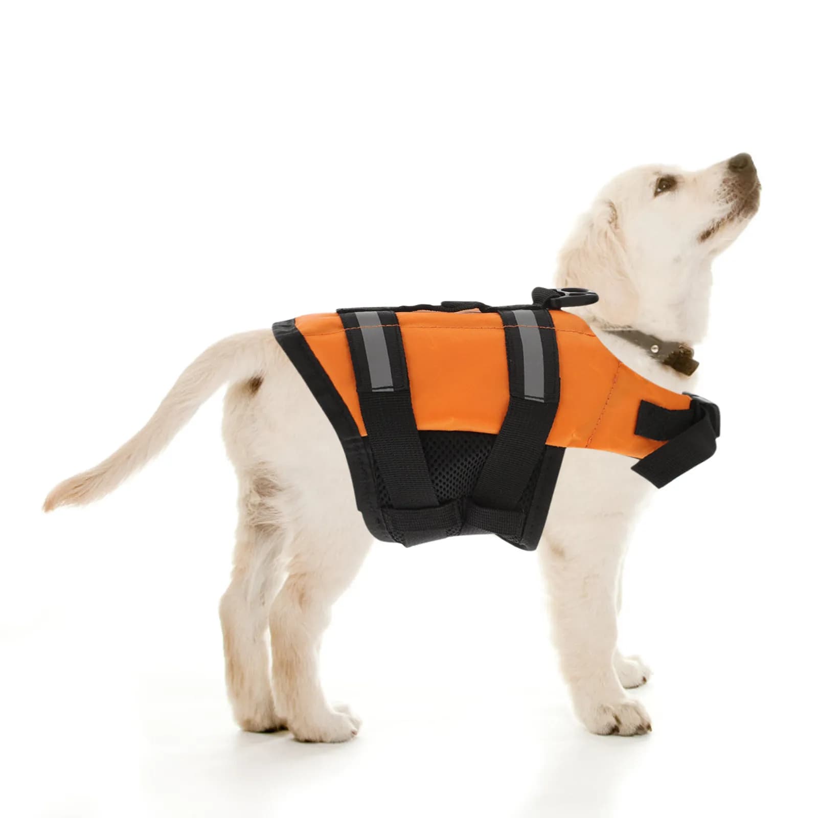 Materiale di preservazione arancione brillante taglia XS per cani con manici e attacco per guinzaglio a D-Ring - Eccezionale