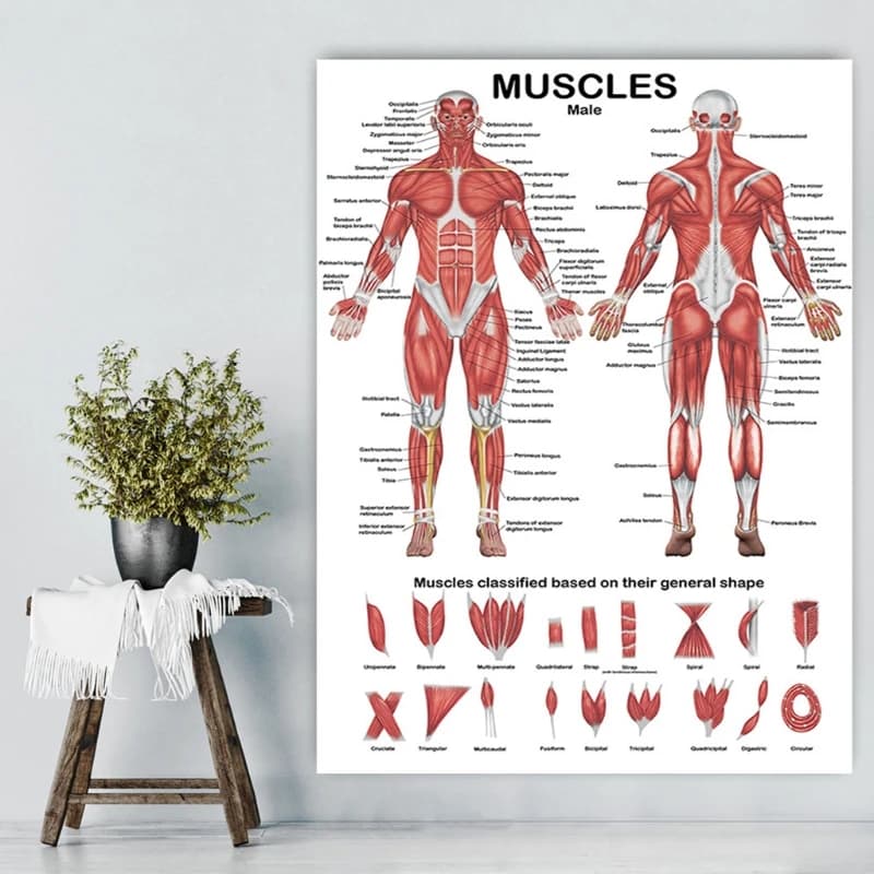 Poster professionale di anatomia dei muscoli umani con grafico anatomico del sistema muscolare umano per lezioni didattiche 19,69'' x 27,56''