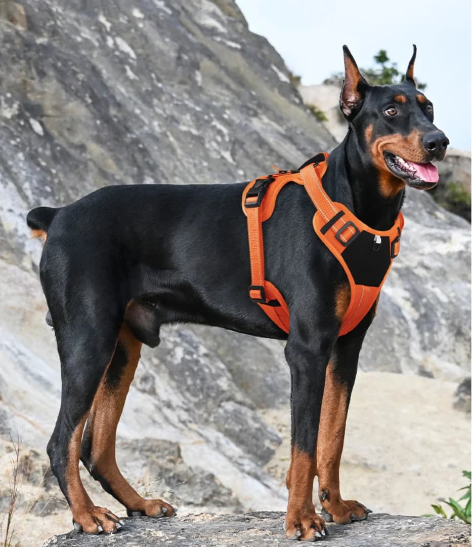 Pet Harness Multi Functional Nylon Reflective Dog Harness Adjustable No Pull Comfortable Control Dog Chest Harness Pet Supplies