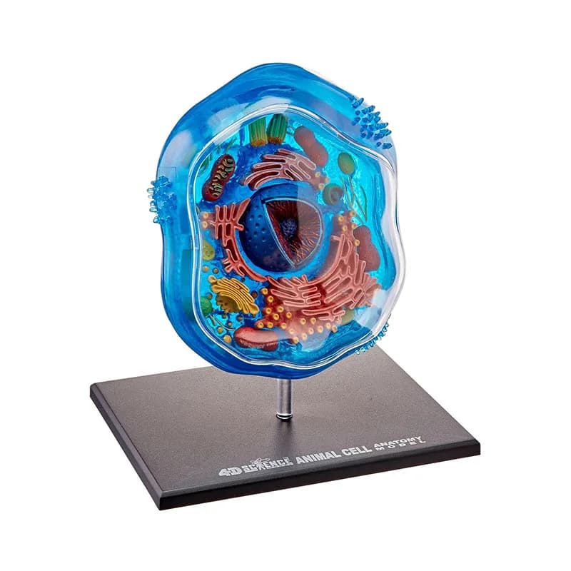 4D Vision Animal Cell Anatomy Model Biology Science 24 parti staccabili giocattoli educativi per bambini regalo