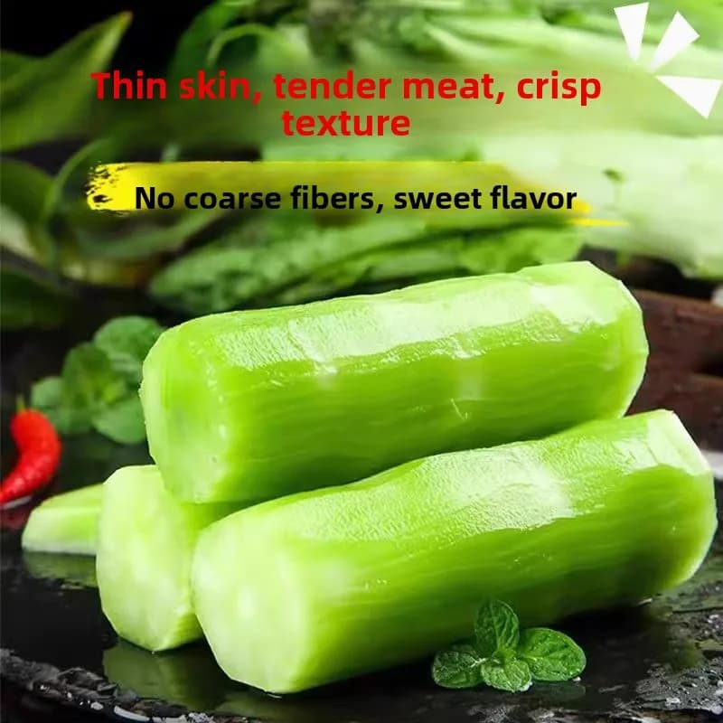 Four Season Lettuce Green Skin Green Flesh T-Shirt Women's Citywalk Short Sleeve Moisturizing Regular Fit Summer 2025