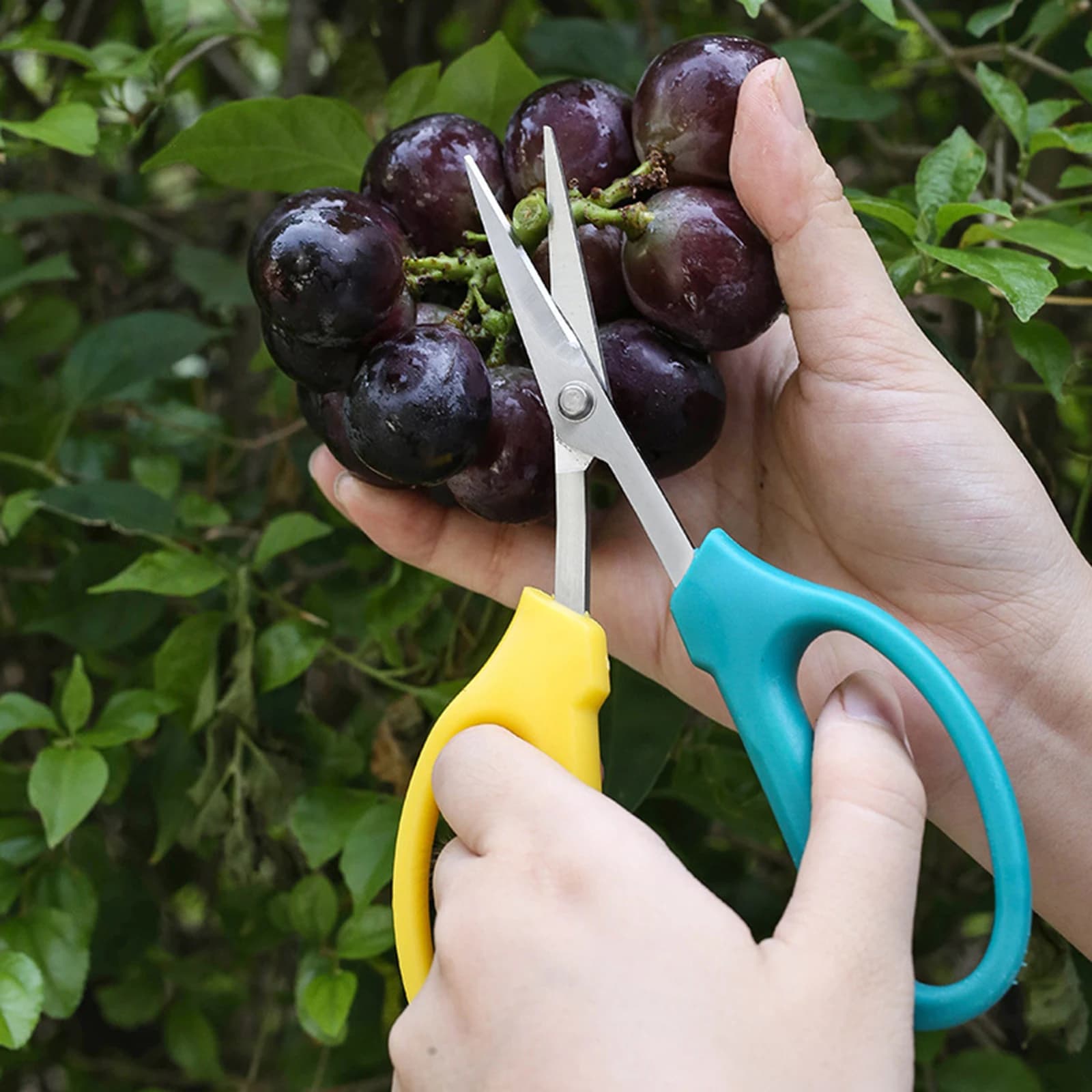 Grapes scissors pruning shears Garden tool Vegetable Patch Bonsai Professional joinery Stainless steel fruit picking tool
