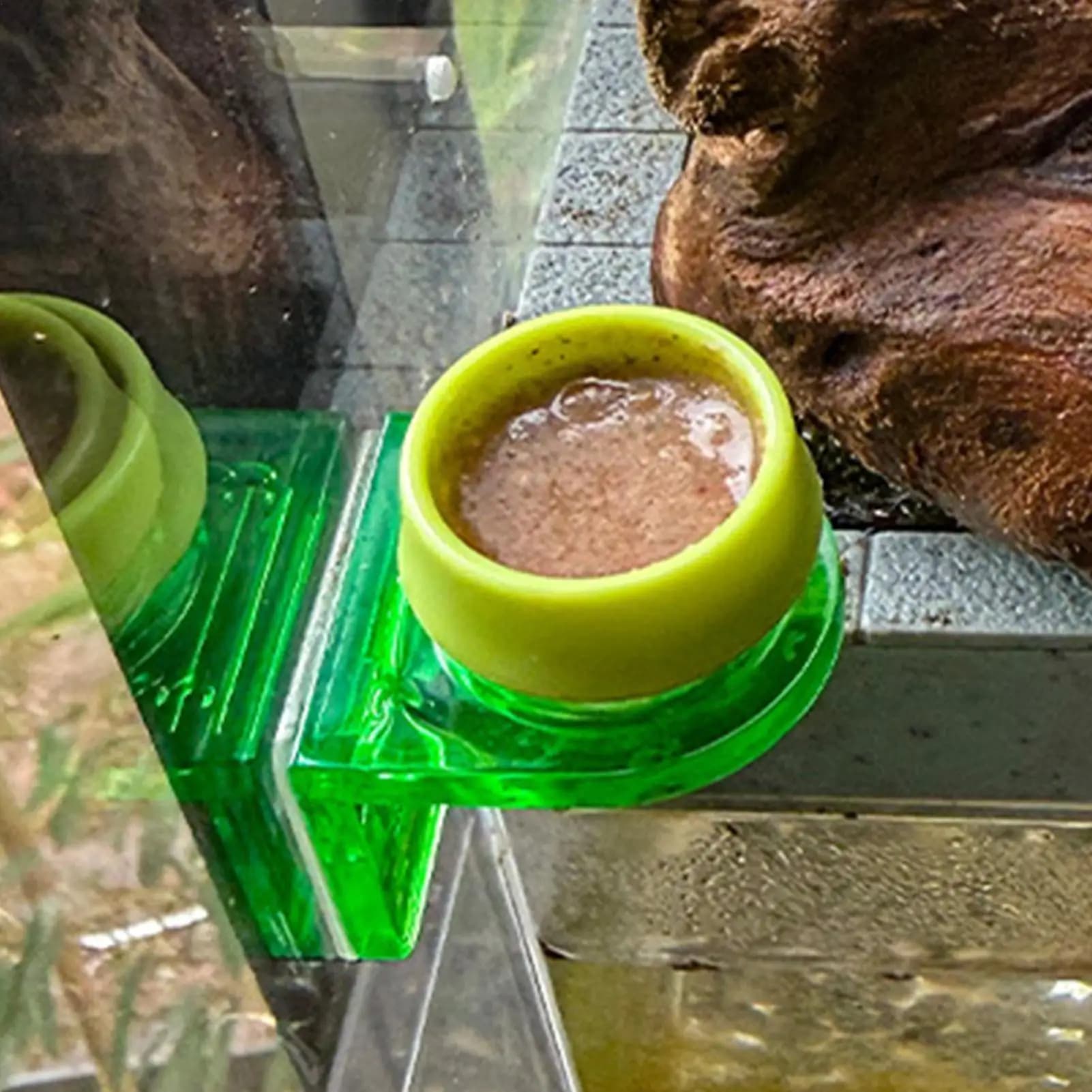 Crested Gecko Food Dish Adhesive Backing Terrarium Feeder Bowls Leopard Gecko Water Dish for Aboreal Chameleon Lizard Small Pet