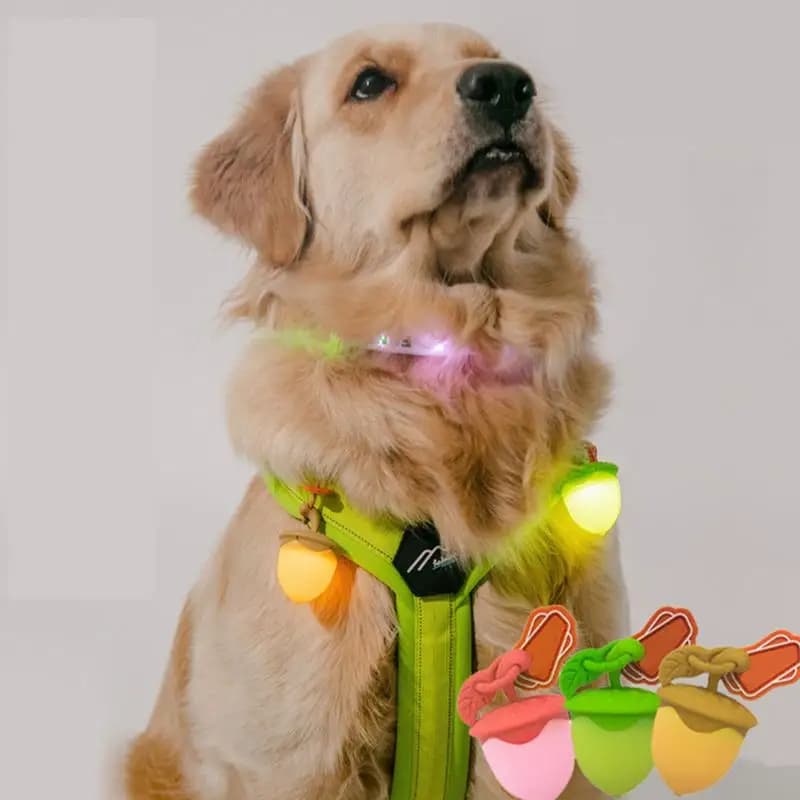 Luce da passeggio per cani Collari per cani impermeabili Luci per cani Robusto collare ricaricabile Luce da passeggio per la corsa notturna in bicicletta