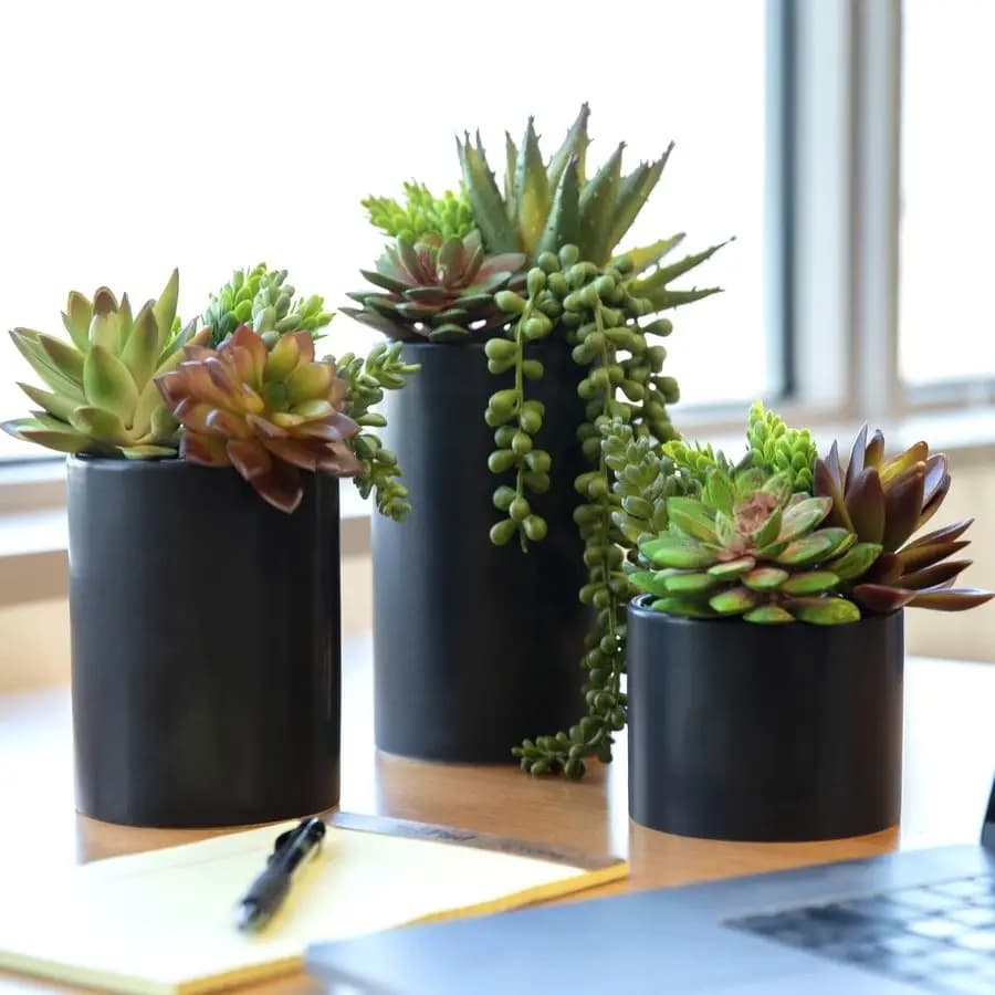 Artificial Plants, Set of 3 Internal Fin Succulent with Black Vase