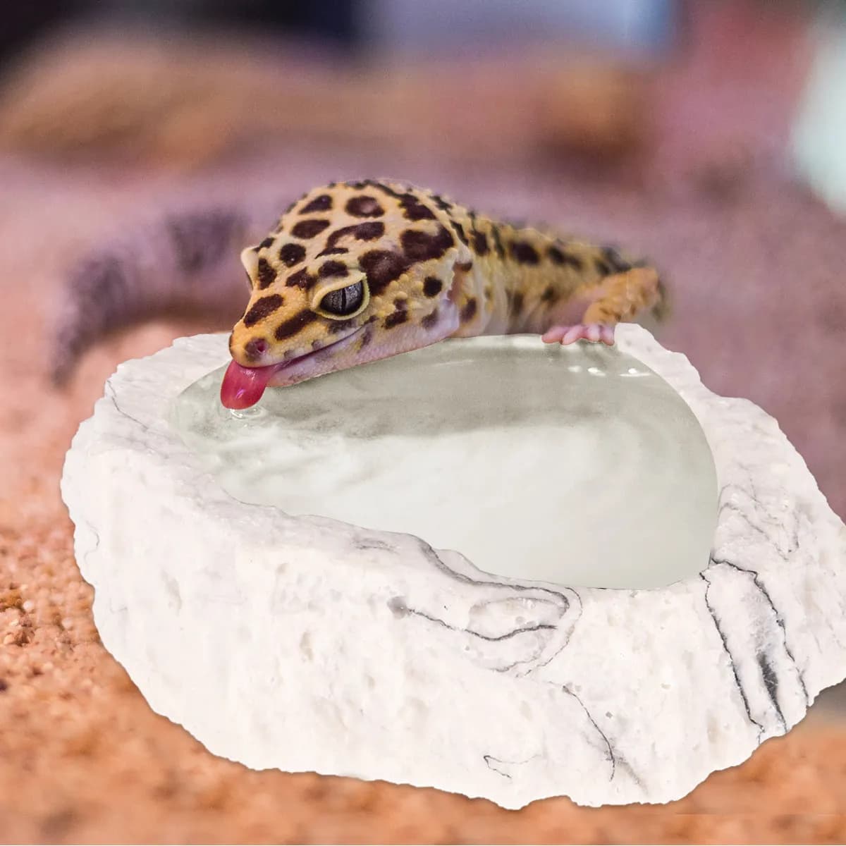 Ciotola per Alimentazione Animali Domestici con Texture Effetto Corteccia, Stabile e Antiscivolo, per Tartarughe, Gechi e Serpenti