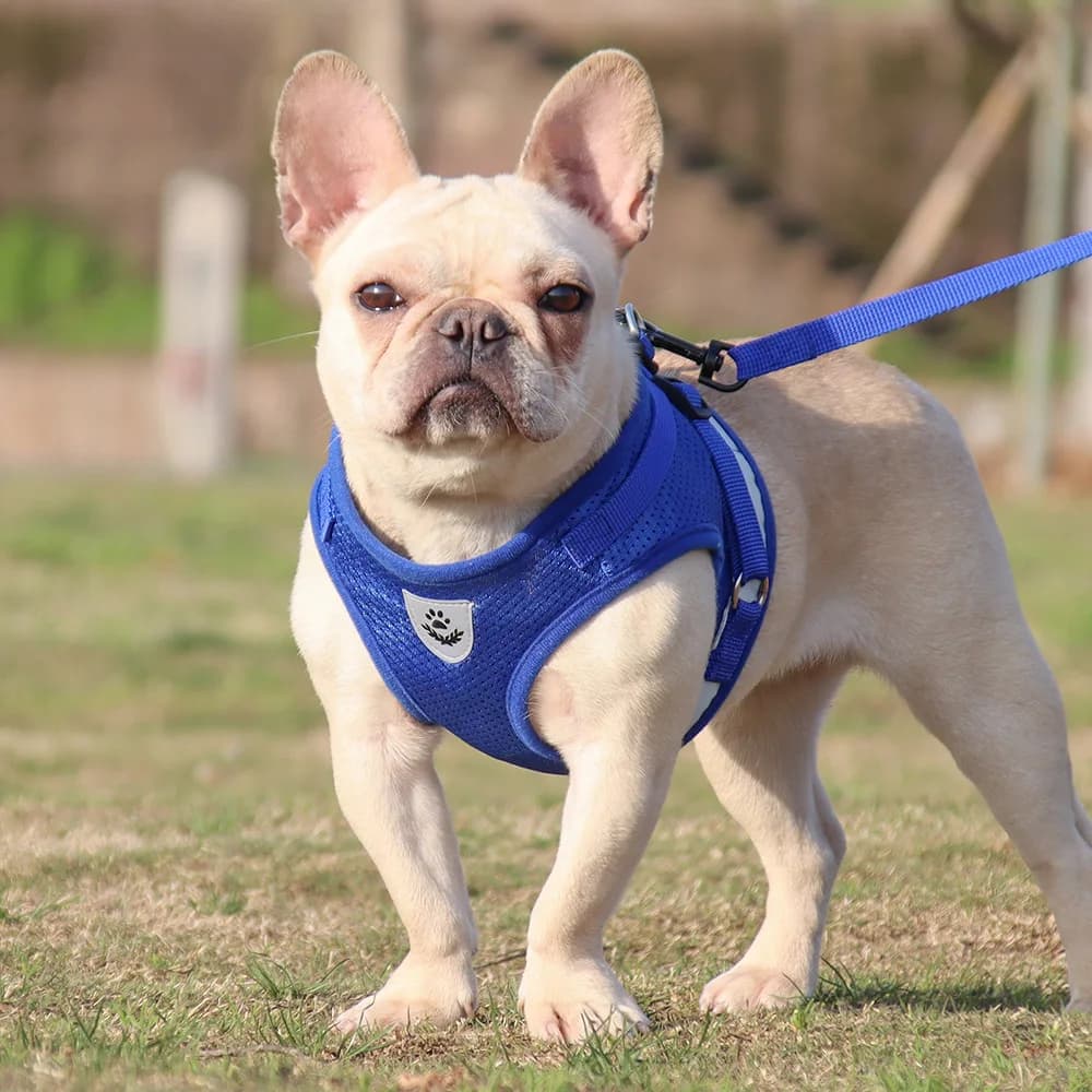 Pet Reflective Vest for Cat And Dog Cool Comfortable Outdoor Nightwear with Safety Retractable Leash