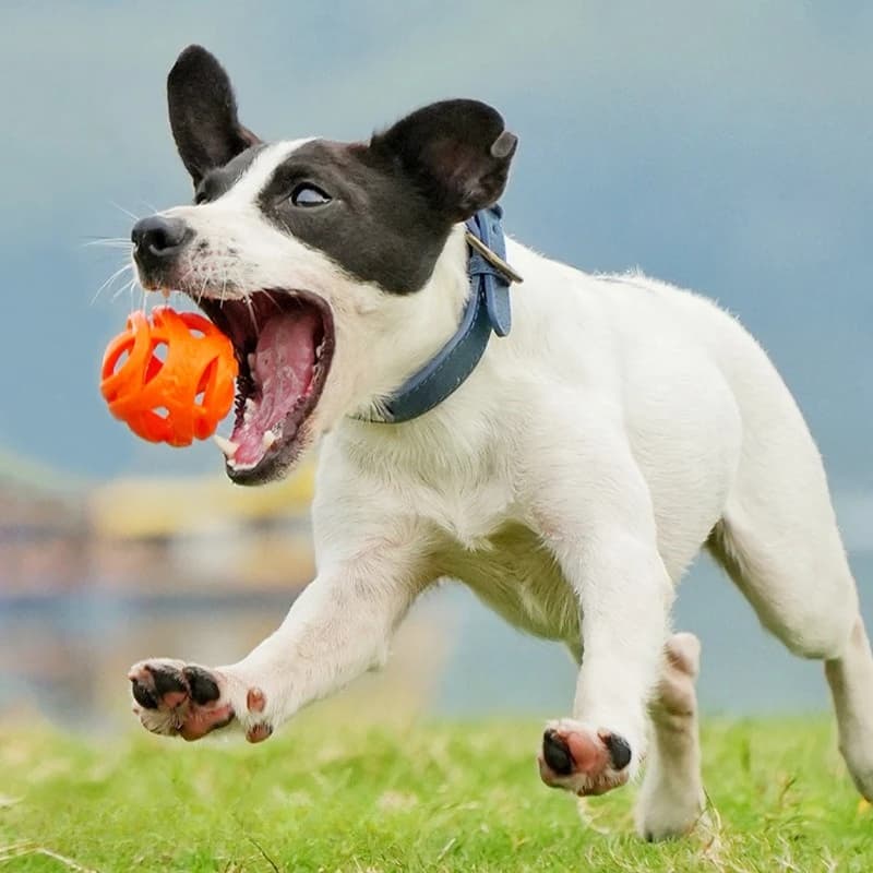 Giocattoli per animali domestici - Palline da masticare resistenti ai morsi - Palline elastiche cave - Palline per l'addestramento - Giocattoli per l'intrattenimento e il relax - Articoli per animali domestici