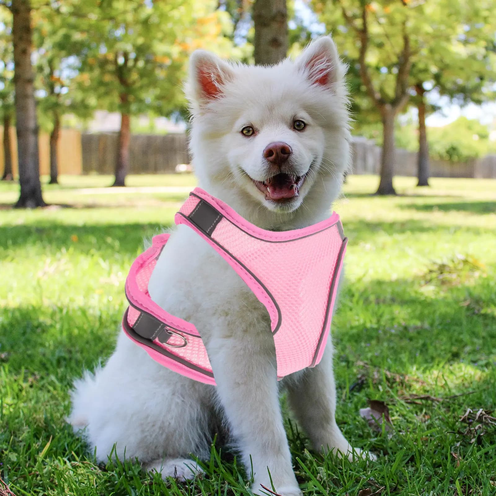 Set di 1 Imbracatura Riflettente per Cani con Guinzaglio, Regolabile e Traspirante, per Passeggiate e Addestramento all'Aperto, per Cani di Piccola Taglia