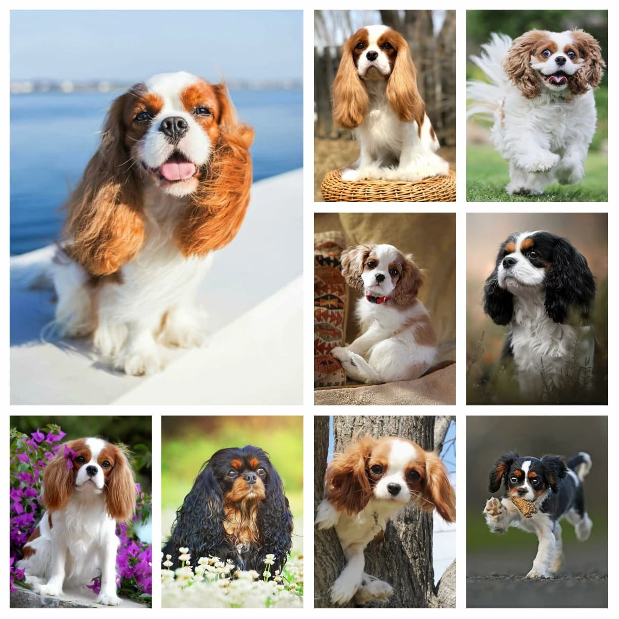 Cavalier King Charles Spaniel diamante strass pittura animale Pet Dog punto croce kit ricamo immagine mosaico Home Decor