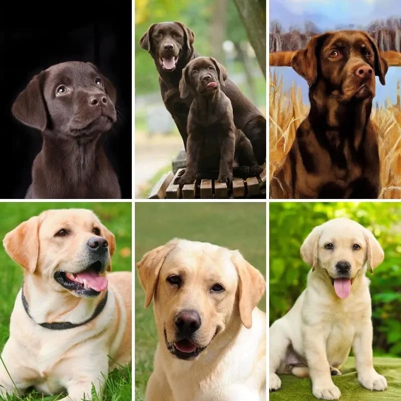 DIY 5D Diamond Painting Kits Chocolate Labrador Dogs,Full Round Beads Diamond Art Cross Stitch, Gemstones Painting By Number Kit