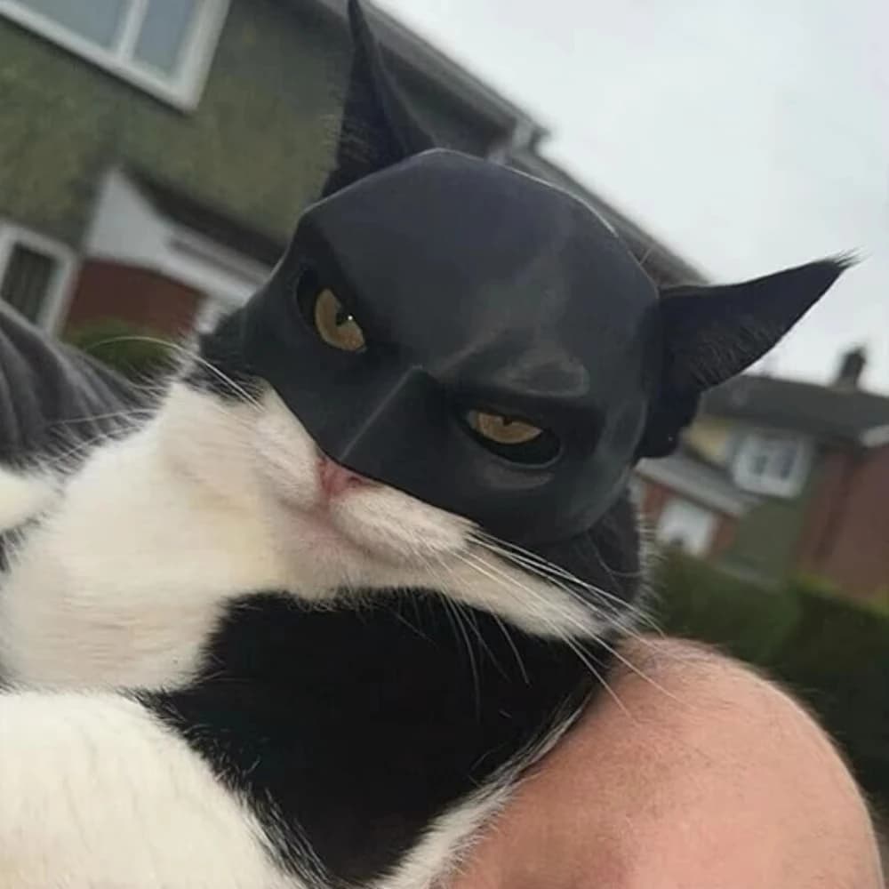 Cuscino per il viso del gatto cappello Cosplay pipistrello spettrale atmosfera di Halloween Prop plastica nera trucco mezza maschera Party