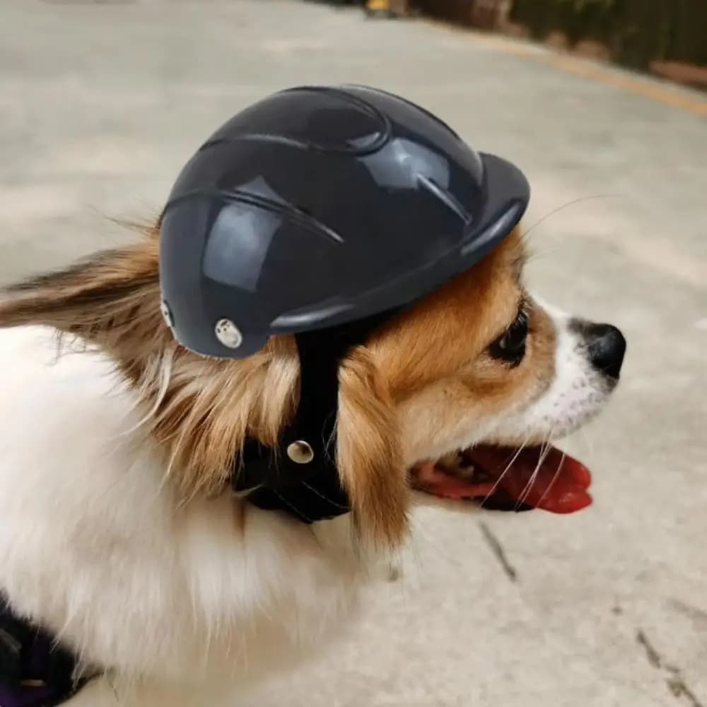 Casco per cani regolabile Resistente all'usura Antivento Casco per moto per animali domestici Berretto da equitazione in plastica traspirante Protezione dalla pioggia solare