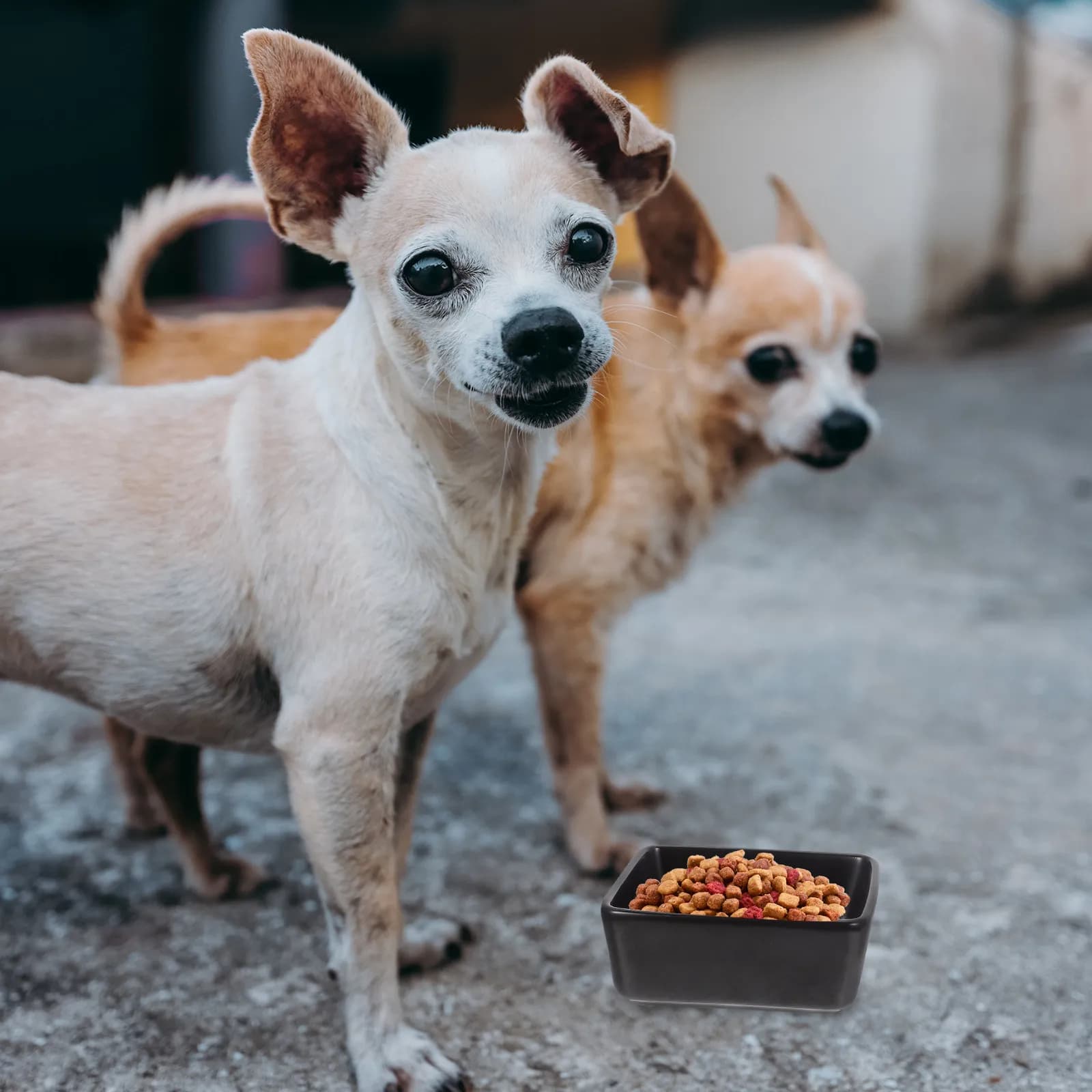 Set di 2 Ciotole Doppie per Animali Domestici con Base in Legno per Gatti e Cani, Ciotole Sicure Antiscivolo in Ceramica Spessa per Cibo e Acqua, Superficie Liscia
