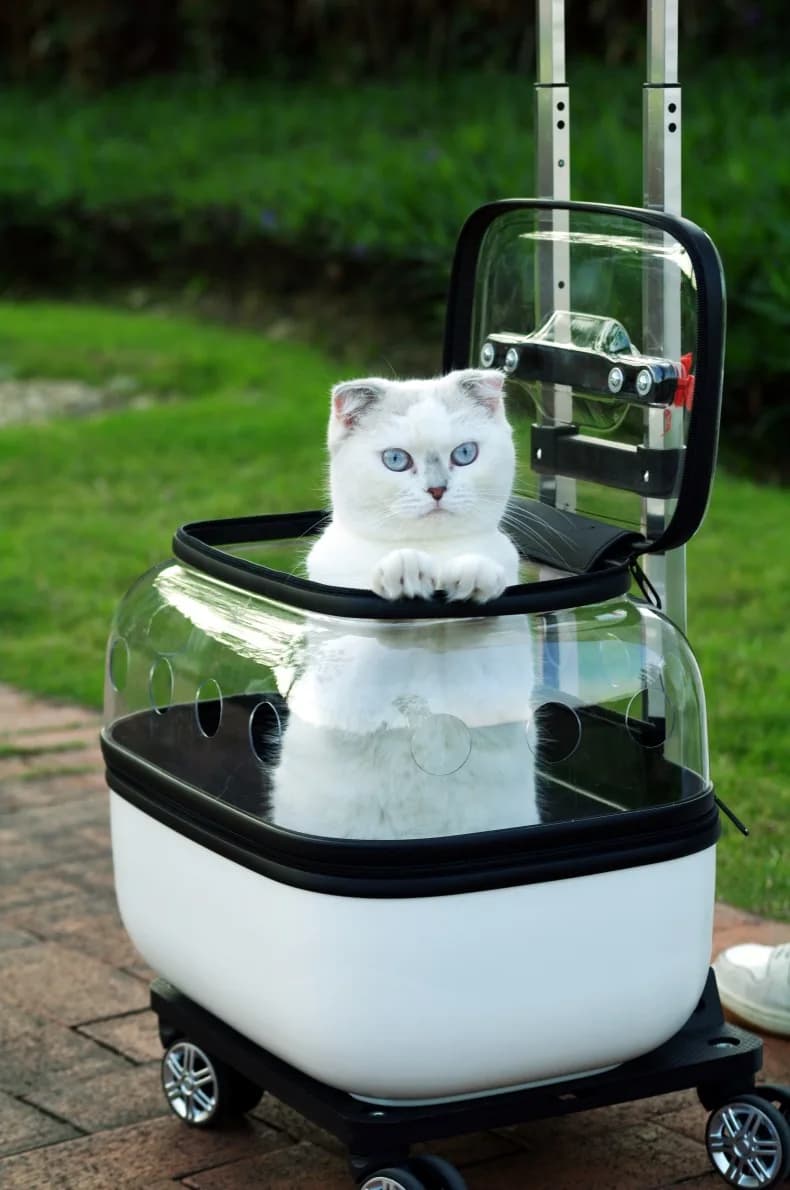 Passeggini per gatti trasparenti 2 gatti Trolley per gatti da esterno a doppio strato Ruote Carrier Forniture per animali domestici traspiranti economiche portatili
