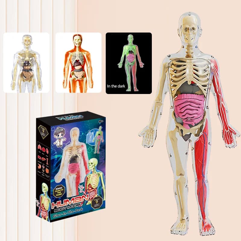 Assemblaggio fai-da-te Modello luminoso del corpo umano Organo nottilucenti Scheletro Anatomia Glow in the dark Umano per l'educazione scientifica della medicina