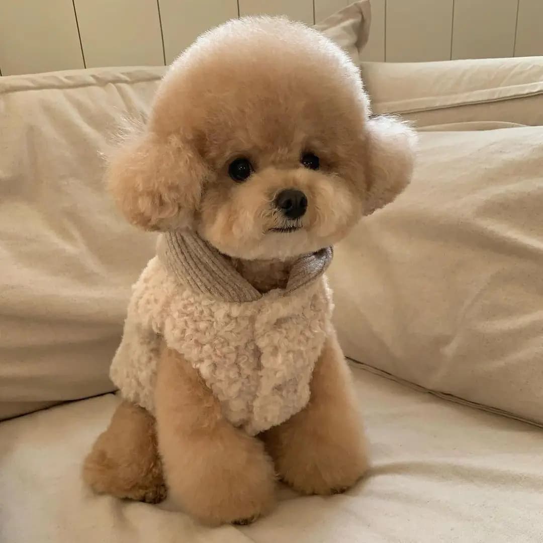 New Winter Dog Coat with Leash Ring, Warm Padded Pet Clothes for Small Dogs (Teddy Pomeranian Bichon) & Cats