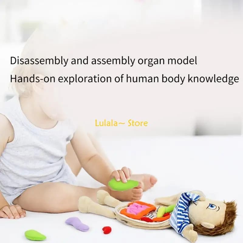 Y4QA Puzzle 3D per bambini Modello del corpo umano Anatomia Peluche Organo apprendimento Giocattolo assemblato