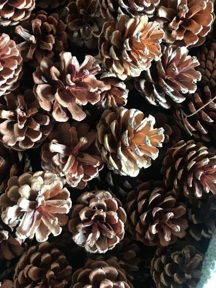 Ghirlanda di Pigne Fatta a Mano, Materiali per Decorazioni Natalizie per Asili, Fiori e Frutti Secchi, Corda