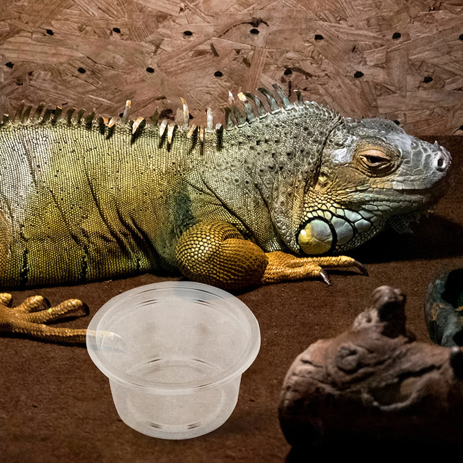 30Pcs Reptile Feeding Cups Plastic Food Water Bowls for Gecko Lizard Snake Small Pet Tank Accessories Supplies
