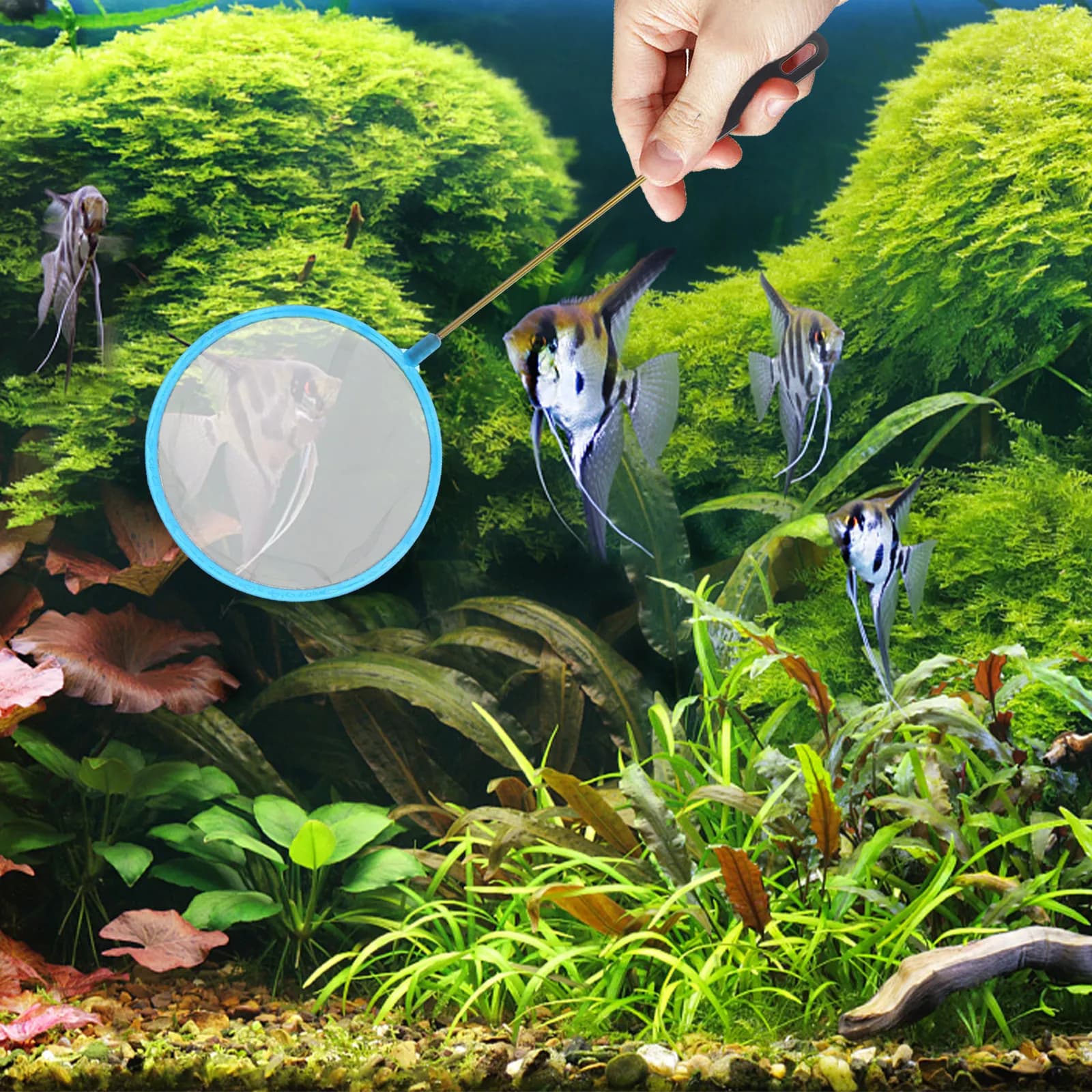 Set di 1 Rete da Pesca Fai-da-te Premium in Plastica, Setaccio per Gamberetti, Strumento per Acquario e Vasca dei Pesci, Kit per Cattura e Rilascio di Gamberetti