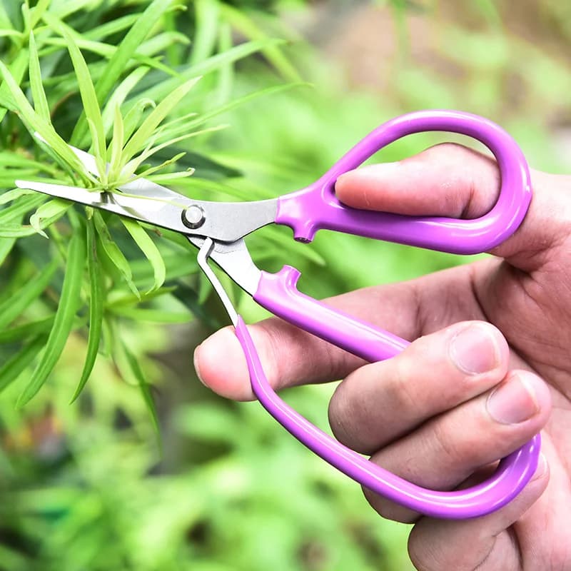 Cesoie da potatura in acciaio inossidabile Lama curva Fiori Piante bonsai Uva Sparse Forbice Attrezzi da giardino domestici per giardiniere