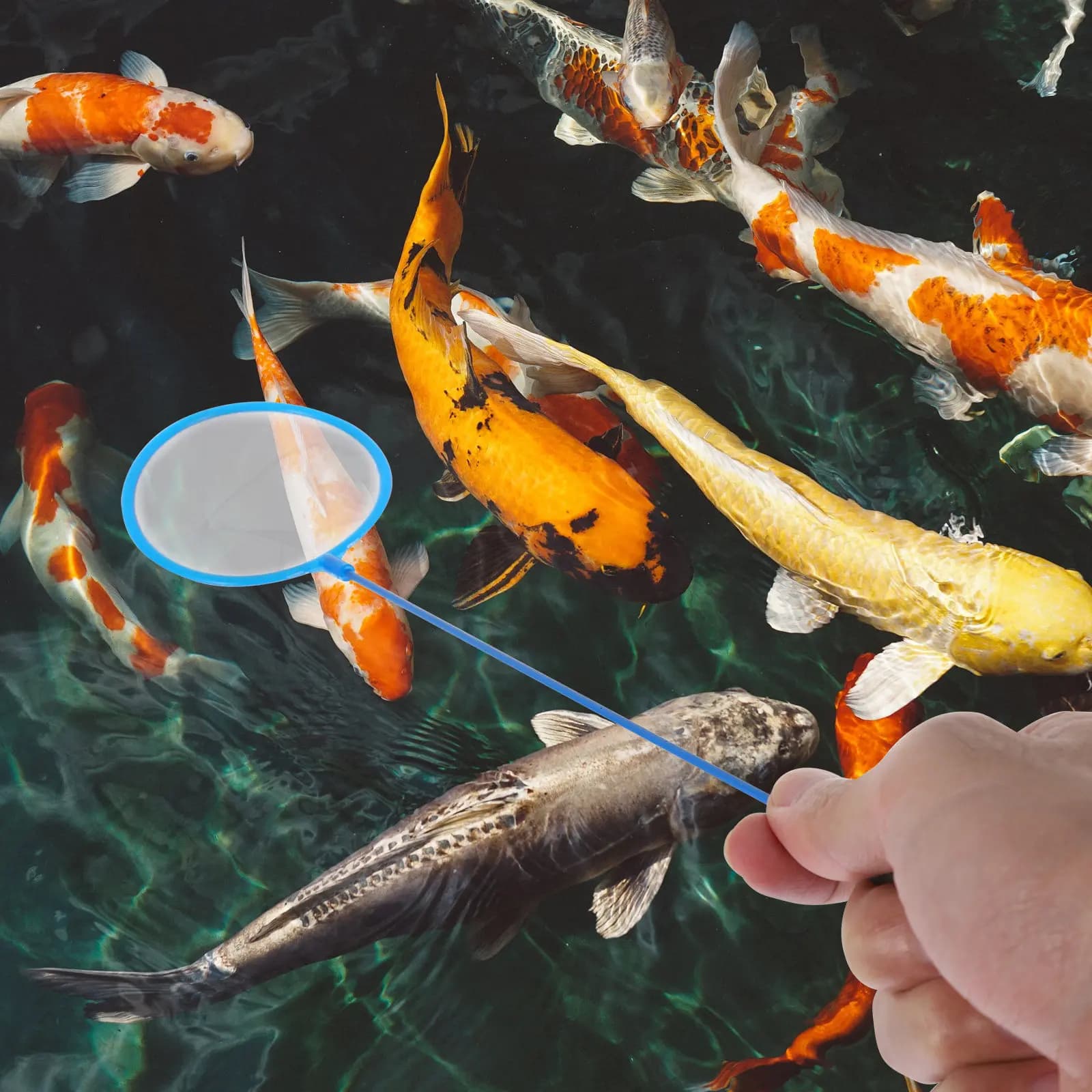Kit di 30 Reti per Pesci, Rete Portatile a Maglia Fine e Densa per Acquario, Reti Leggere e Facili da Trasportare per Piccoli Gamberetti