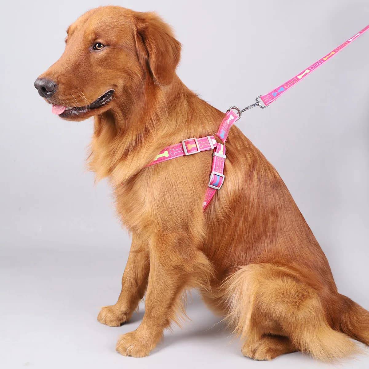 Set di pettorine e guinzagli colorati per cani da compagnia con treppiede in osso per uso interno ed esterno Forniture per animali domestici
