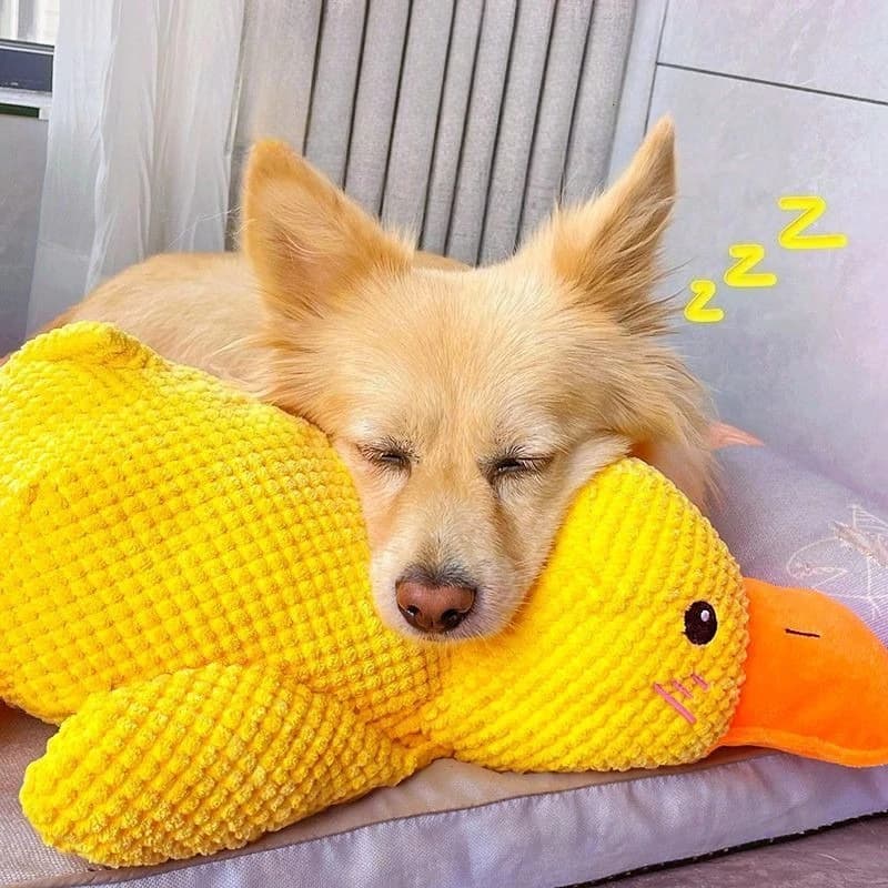 Giocattolo per cani in peluche resistente ai morsi a forma di anatra Interattivo a prova di masticazione Pulizia dei denti Sollievo dalla noia per cuccioli di grandi dimensioni Cane adulto Durevole