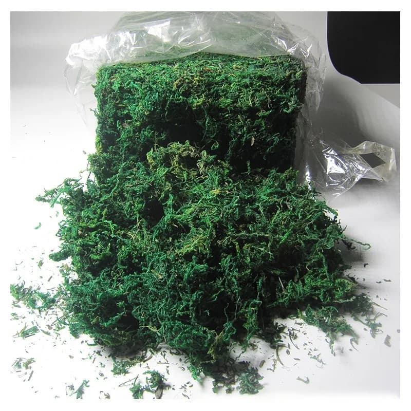 Natural Dried Moss Terrarium Micro Landscape Floral Arrangement Bonsai Potting Garden Decoration Accessories DIY Plant Craft