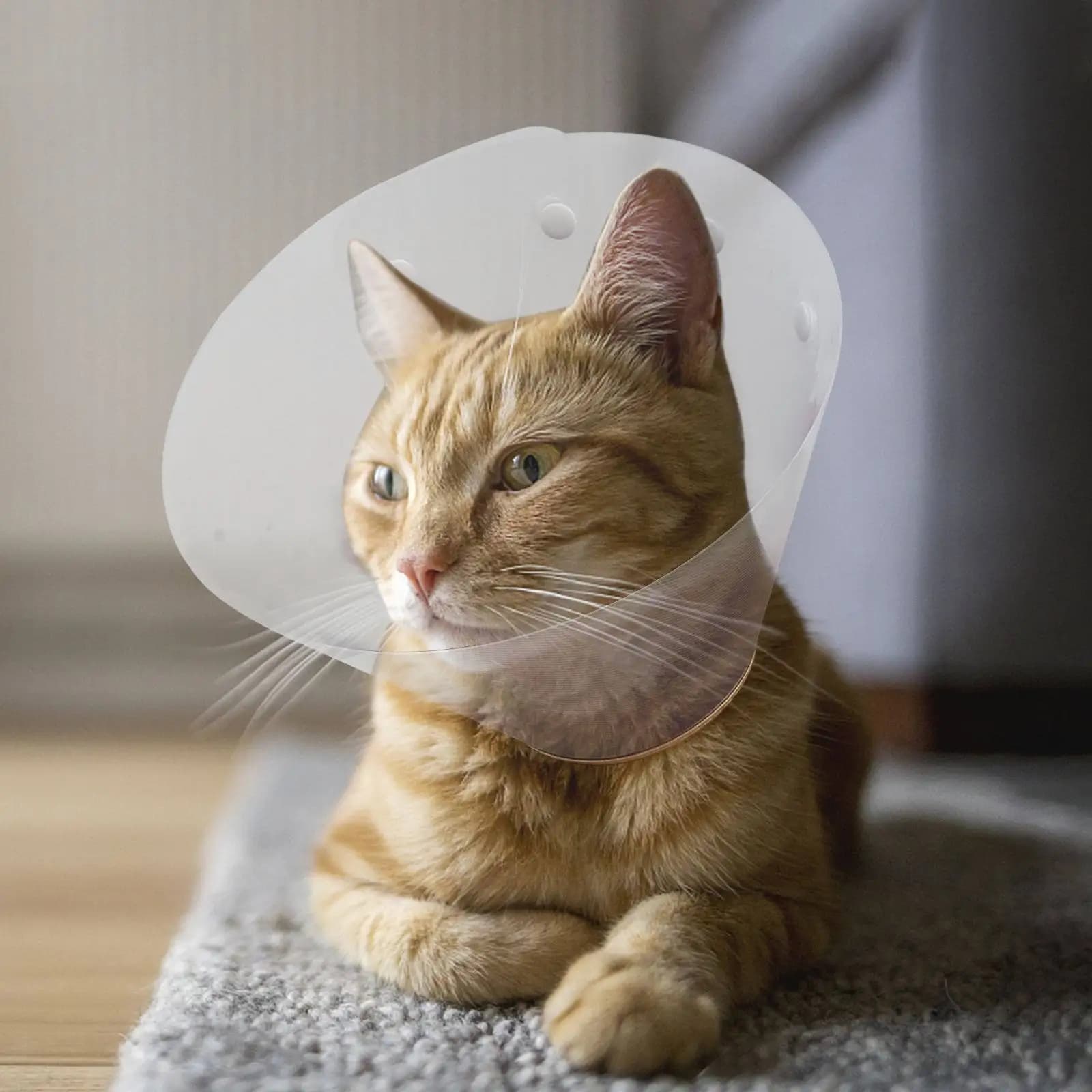 Adjustable Pet Cat Recovery Collar Anti-Scratch Neck Cone Protective Collar for Dogs Cats Puppies Wound Healing Recovery Cone