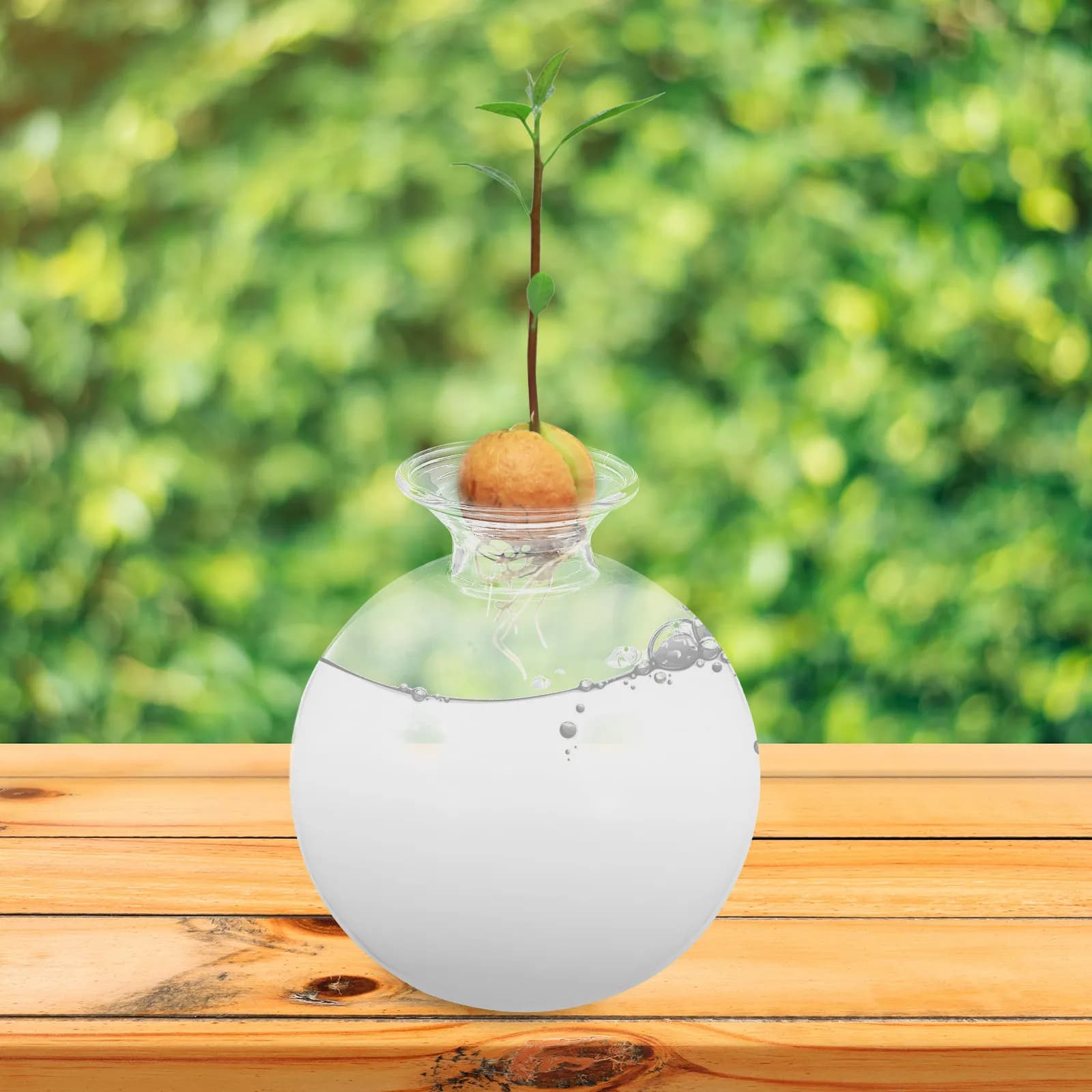 Glass Vase for Avocado Seeds, Modern Transparent Holder, Succulent Plant Container, Wedding Centerpiece, Library Decoration