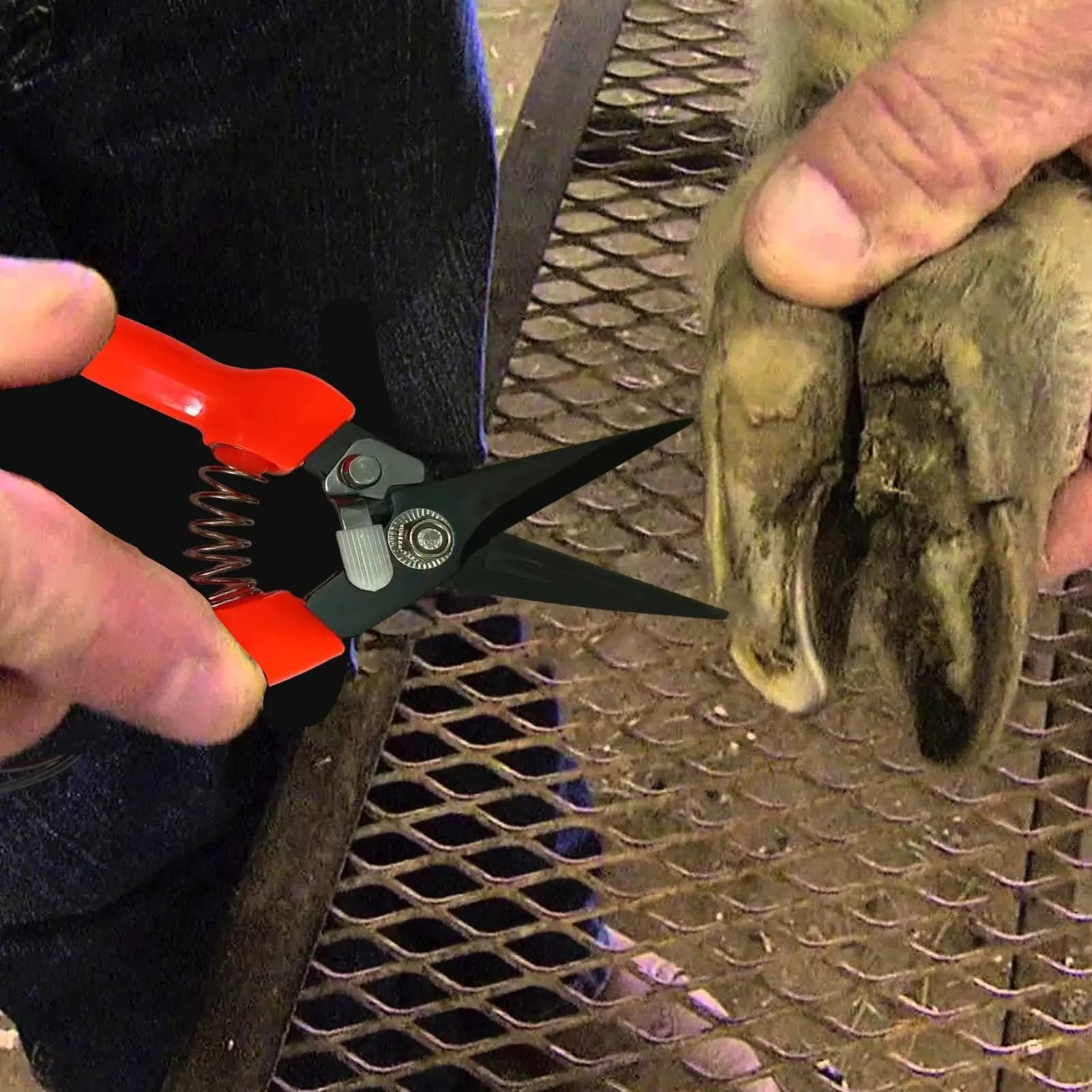 Sheep Hoof Trimmers Shrub Plant Floral Pruning Cut Shears Garden Scissor Shears Goat Hoof Trimmers Alpaca Lamb Pig Nail Clippers