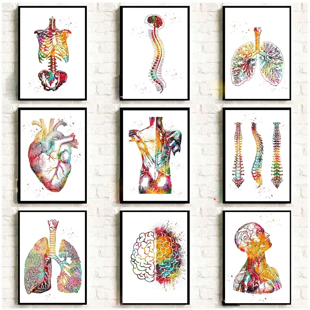 （2D Canvas painting） Home Human Anatomy Muscles System Wall Art Canvas Painting Posters And Prints Body Map Wall Pictures Med