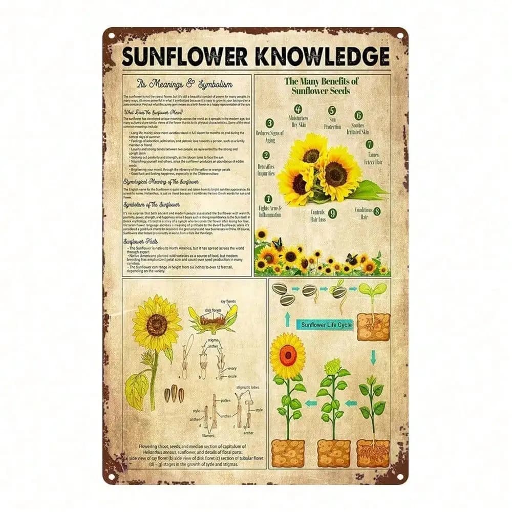 Arte da Parete in Metallo 2D del Ciclo di Vita del Girasole, Poster Botanico Vintage 8x12 Pollici, dal Grano alla Fiore