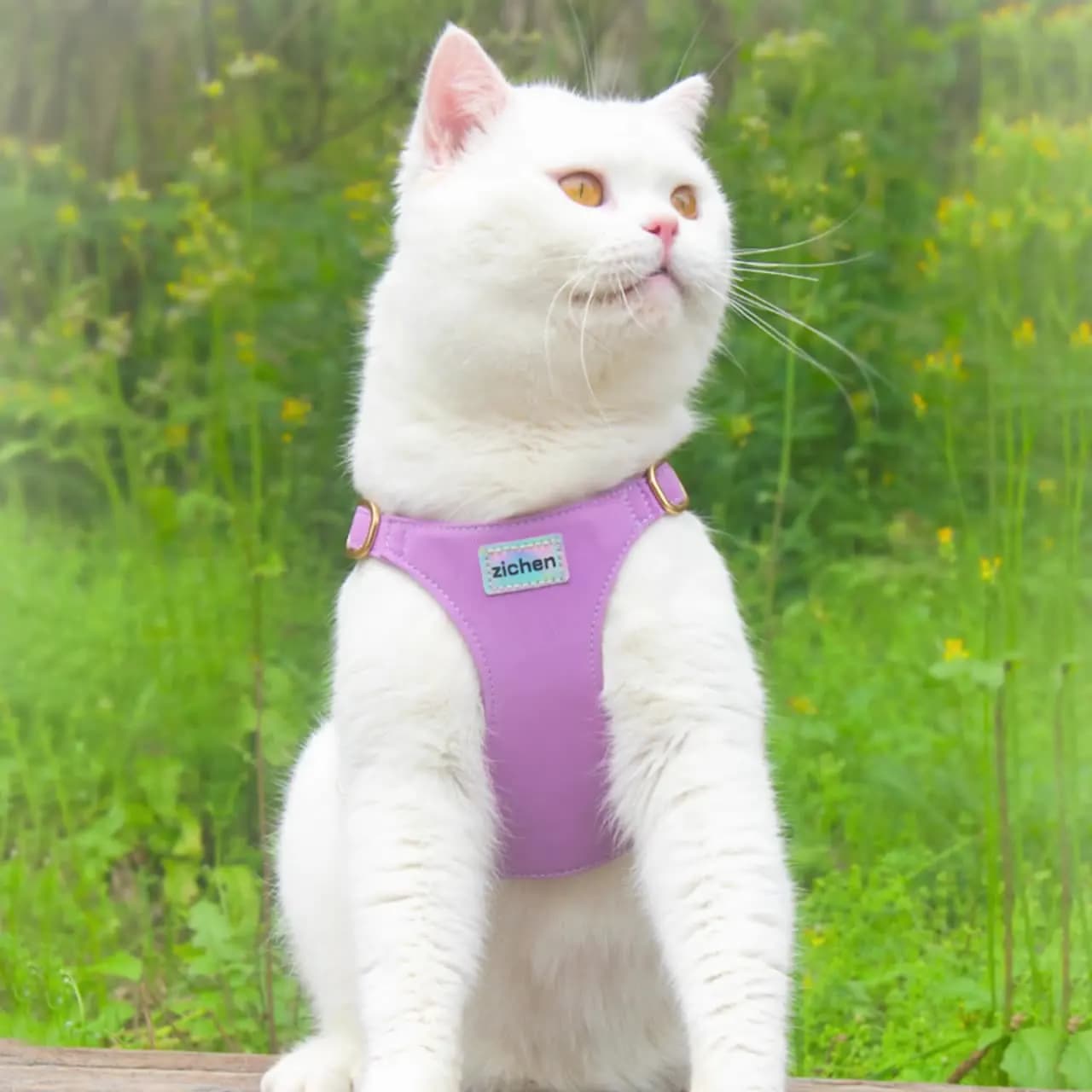 Guinzaglio per gatti Gilet Imbracatura toracica Guinzaglio per gatti anti-breakaway Guinzaglio per gatti Set di imbracature per petto adatto per la maggior parte degli animali domestici