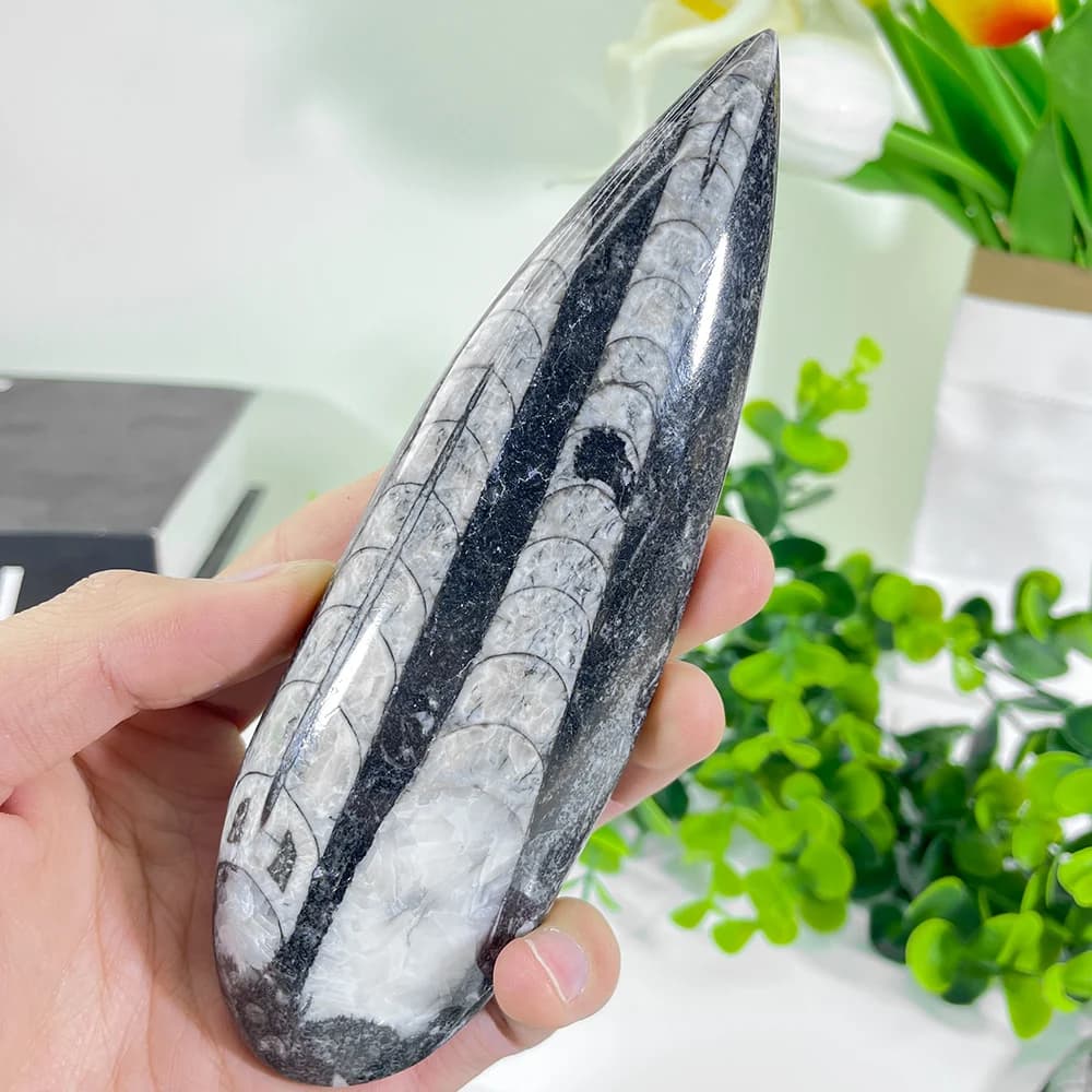 Esemplari minerali di trilobite naturale da 1 pezzo con bellissimi modelli, guarigione energetica, decorazione domestica Reiki, decorazione da scrivania, ideale G